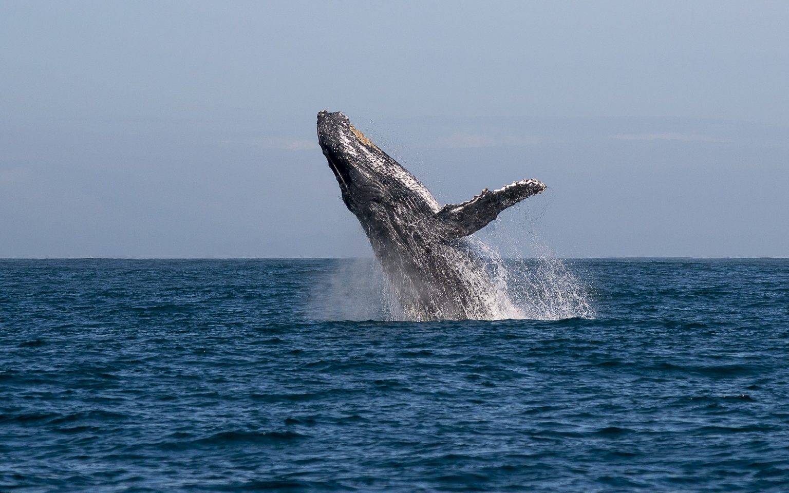 Whale watching tour (Nosy Boraha-Sainte Marie Isalnd) - Madagascar ...